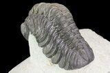 Beautiful, Austerops Trilobite - Ofaten, Morocco #75466-5